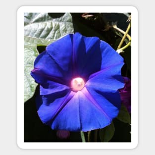 Blue Morning Glory: Good Morning World! Sticker